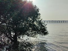 -宝安西湾红树林湿地公园