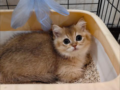 -柚子猫舍·精品猫舍购猫·猫咪认养·购宠·宠物店