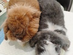 -立德异宠动物医院.兔鸟爬.内窥镜(天河店)