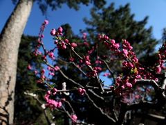 安缦颐和庭院套房-园艺2-北京颐和宾馆