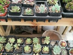 -龙大花卉苗木市场