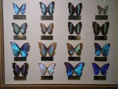 android_upload_pic-上海昆虫博物馆