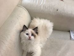 -lincat·猫舍(广州店)