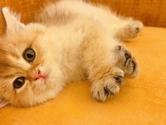 -猫十亿·布偶金渐层·曼基康矮脚猫舍(青年路店)