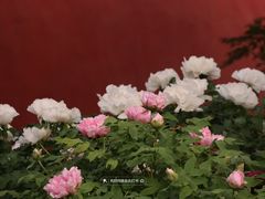 -北京市劳动人民文化宫