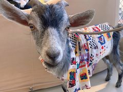 -怪兽屋·羊驼·猫咖·狗咖(俊华广场店)