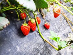 -胜丰草莓采摘园