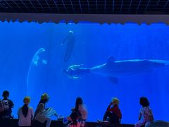 -多彩贵州城极地海洋世界