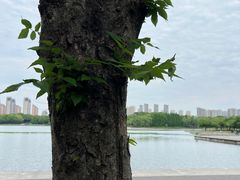 -贡湖湾湿地公园