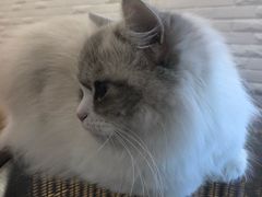 -momokira米努特·德文卷毛猫·棉花面纱犬
