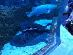 -芜湖新华联大白鲸海洋公园