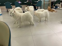 -安格丽娜·狗咖·猫咖羊驼咖(春熙路百盛商场店)