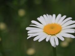 -花开海上生态园