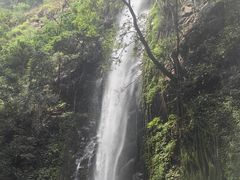 -莫里热带雨林景区