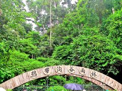 -西双版纳原始森林公园