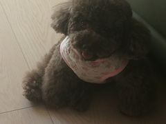 -北京观赏动物医院·24小时大型综合·猫专科·异宠专科
