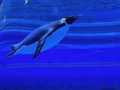 -上海海昌海洋公园