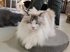 -豆逗聊愈猫阁Easy Life