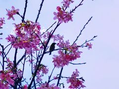 -乌山风景区