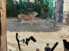 -上海野生动物园老虎餐厅