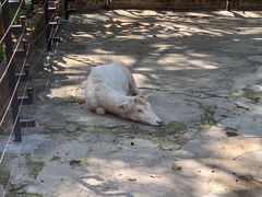 -深圳野生动物园