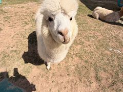 -廊坊固安福朋喜来登酒店