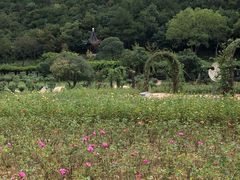 -龙寺生态园
