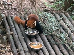 -都江堰中华大熊猫苑
