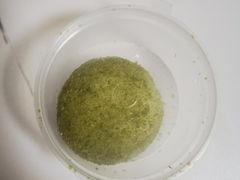 抹茶大福-伽喱博士 Dr.CURRY咖喱饭(太阳宫咖喱店)