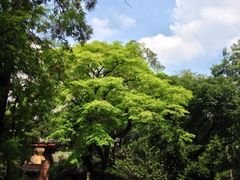 -中山大学学者灵芝(园南路店)