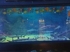 -烟台海昌鲸鲨海洋公园