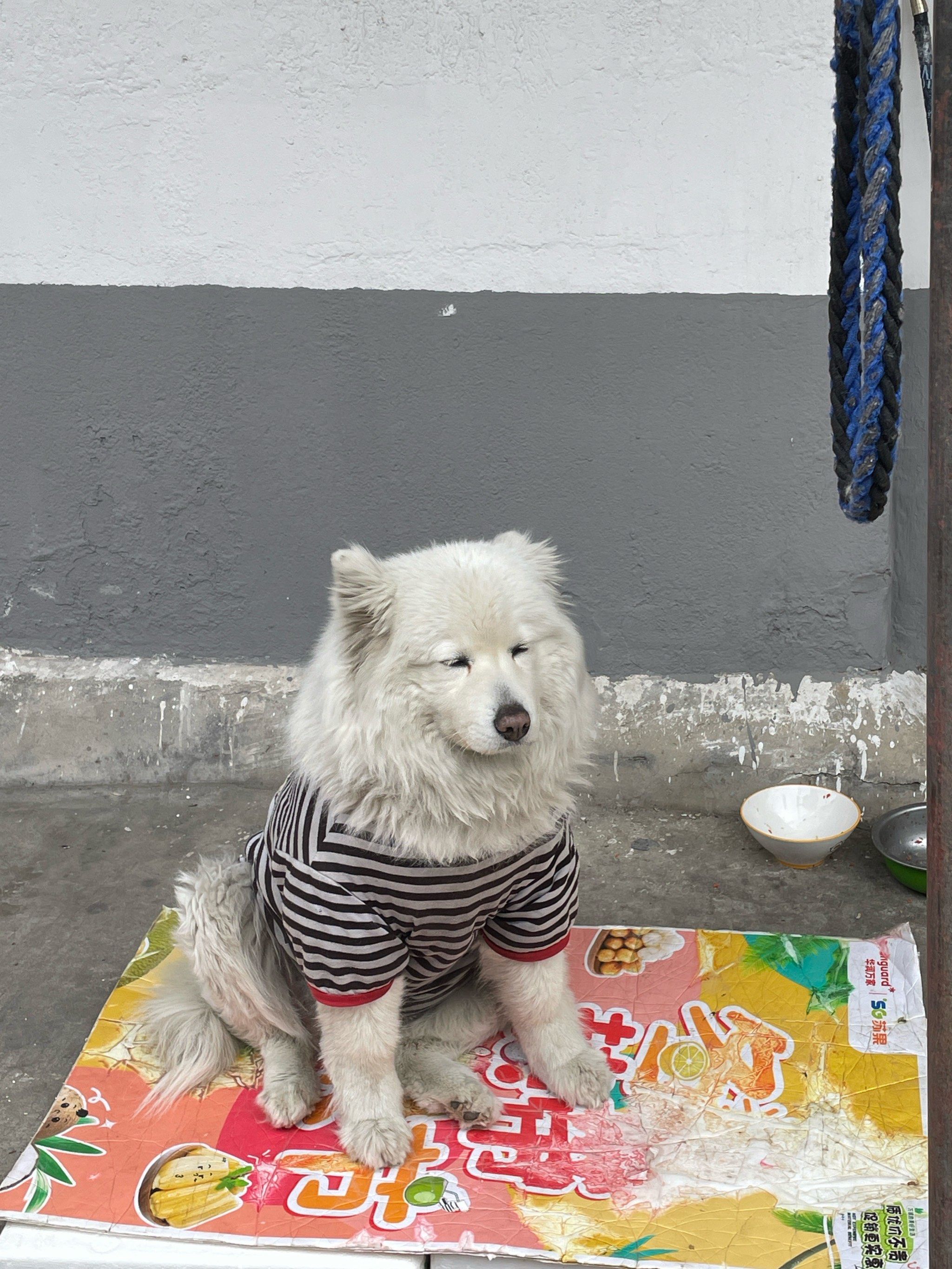 站\\n最近出去玩偶遇了好多可爱的\\n猫猫和狗狗一只可爱的萨摩耶