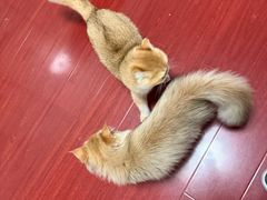 -佳雯宠物医院·皮肤科·内外科(春晓路分院)