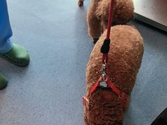 -顺强宠物诊所·狂犬免疫·夜诊·骨科(嘉定店)