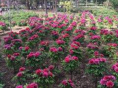 -曹州牡丹园
