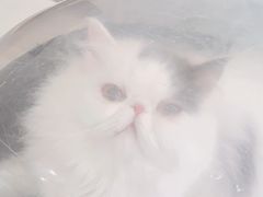 -佳怡动物医院·平价24小时·猫专科骨外科