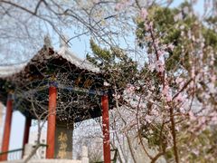 -桃花堤公园