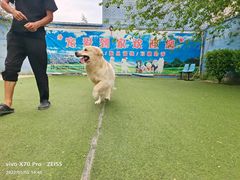 -宠物寄养训练学校