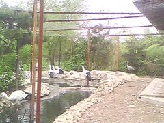 仙鹤-沈阳鸟岛