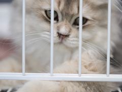 -翊宠yipet猫狗购宠庄园犬舍•猫舍