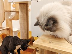 -有喵·猫咖·狗咖·30几只猫10只小狗(岗厦店)