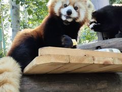 -北京野生动物园