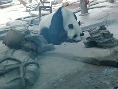 -武汉动物园