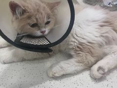 -佳雯宠物医院·皮肤科·内外科(春晓路分院)