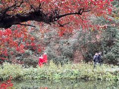 -岳麓山风景名胜区