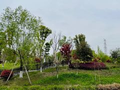 -九科绿洲
