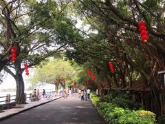 -大湾区中央湿地公园