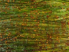 -枪火串烧·东北特色烧烤(罗湖总店)