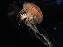 -大阪海游馆