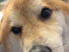 -瑞鹏宠物医院(大运分院)